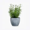 product-image-5_optimized Odio Pellentesque